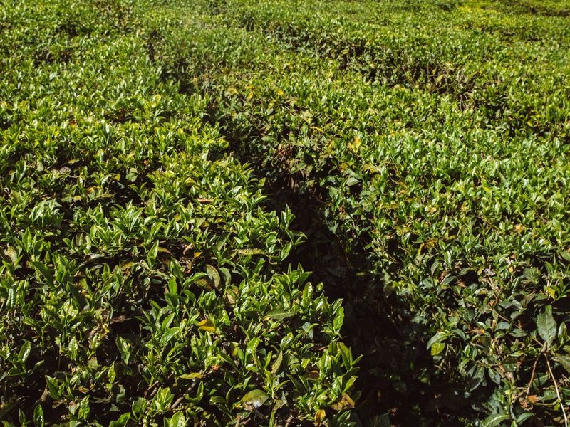 Farm fields: Agriculture, Forestry and Biodiversity